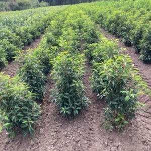 Prunus lusitanica 'Angustifolia' 60-80 cm