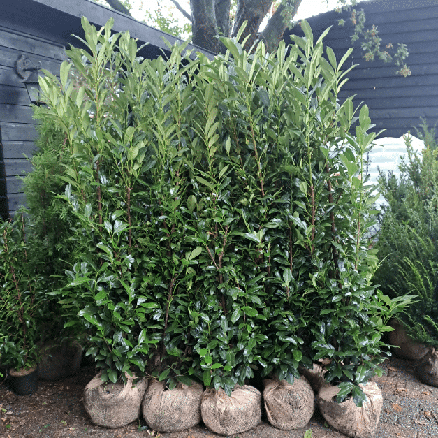 Laurier kopen: Prunus Genolia close-up bij Kwekerij Top en Top
