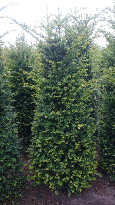 Taxus haagplanten kopen bij Kwekerij Top en Top