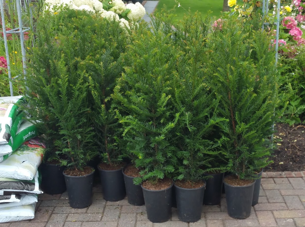 Taxus Baccata in pot bij Kwekerij Top en Top