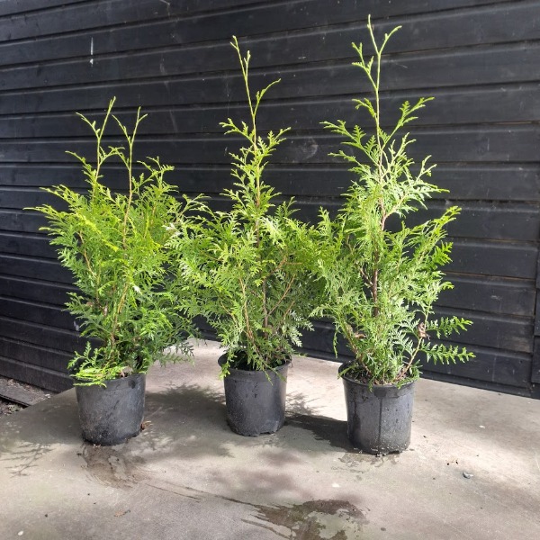 Thuja Brabant groenblijvende conifeer in pot, gekweekt op kwekerij Lunteren