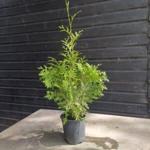 Thuja Brabant groenblijvende conifeer in pot, geleverd door Kwekerij Top&Top