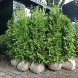 Thuja Brabant coniferen zorgvuldig verpakt en klaar voor verzending naar Lelystad.