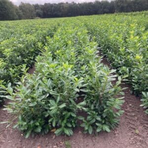 Gezonde laurier haagplanten uit eigen kwekerij bij Kwekerij Top & Top in Gelderland