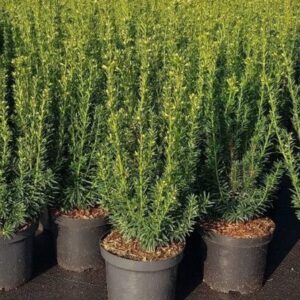 Taxus media Hillii haagplant in pot van PottenVeld Kwekerij, winterharde groenblijvende conifeer met compacte donkergroene naalden.