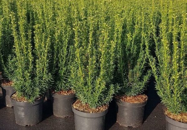 Rij Taxus media Hillii in C4-pot op het veld bij taxusbestellen.nl in Wekerom