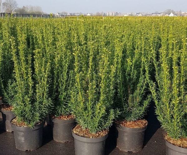Taxus bestellen - Kwekerij Top & Top
