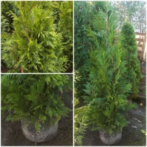 Thuja Plicata Martin coniferen met rijke groene kleur gefotografeerd op onze boomkwekerij, klaar voor verkoop.