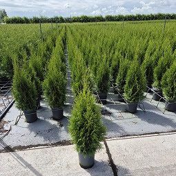 Thuja Smaragd in pot gekweekt bij kwekerij, frisse groene conifeer voor haag en tuin