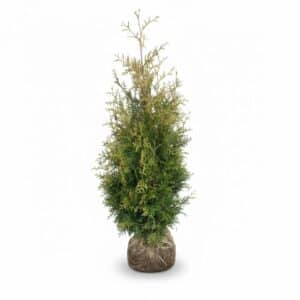 De Thuja Brabant 100-120 cm in pot vormt een compacte, dichte haag met frisgroene naalden die het hele jaar door mooi blijft. Deze winterharde conifeer groeit snel en is perfect voor middelhoge tuinafscheidingen.
