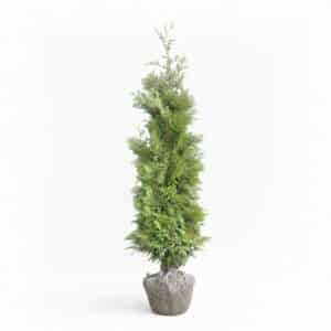 Robuuste Thuja Brabant conifeer in pot, hoogte 160-180 cm, dichte groenblijvende haagplant voor snelle en hoge privacy in de tuin.