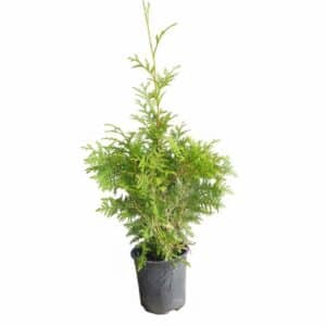 De Thuja Brabant in pot 50-60 cm is een snelgroeiende, winterharde conifeer ideaal voor een dichte haag. Deze groenblijvende levensboom heeft frisgroene naalden en groeit zo'n 30 cm per jaar, geschikt voor zon of halfschaduw.