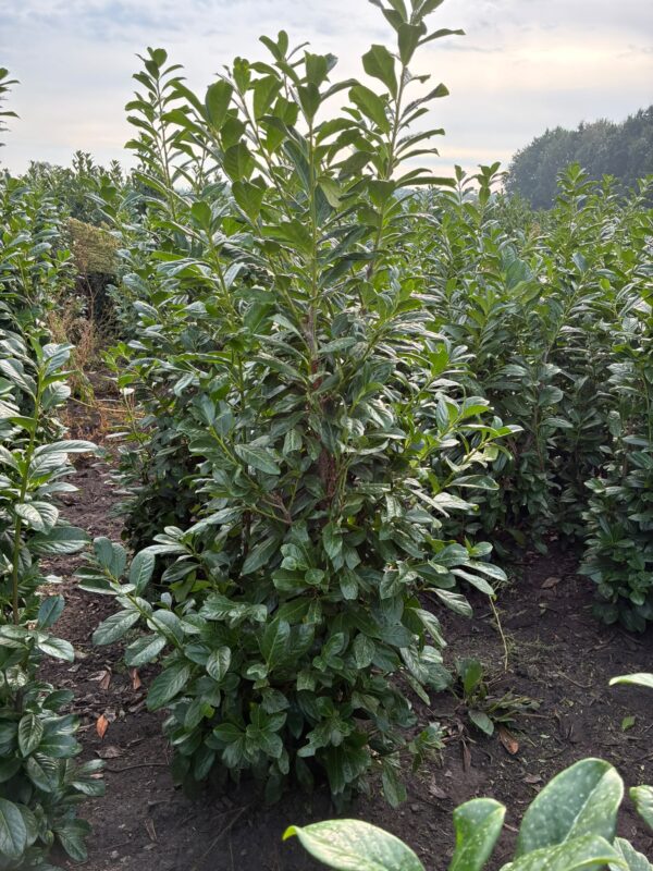 Prunus novita 150-175 cm Prunus Novita 175cm kluit