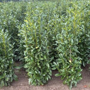 Prunus Genolia