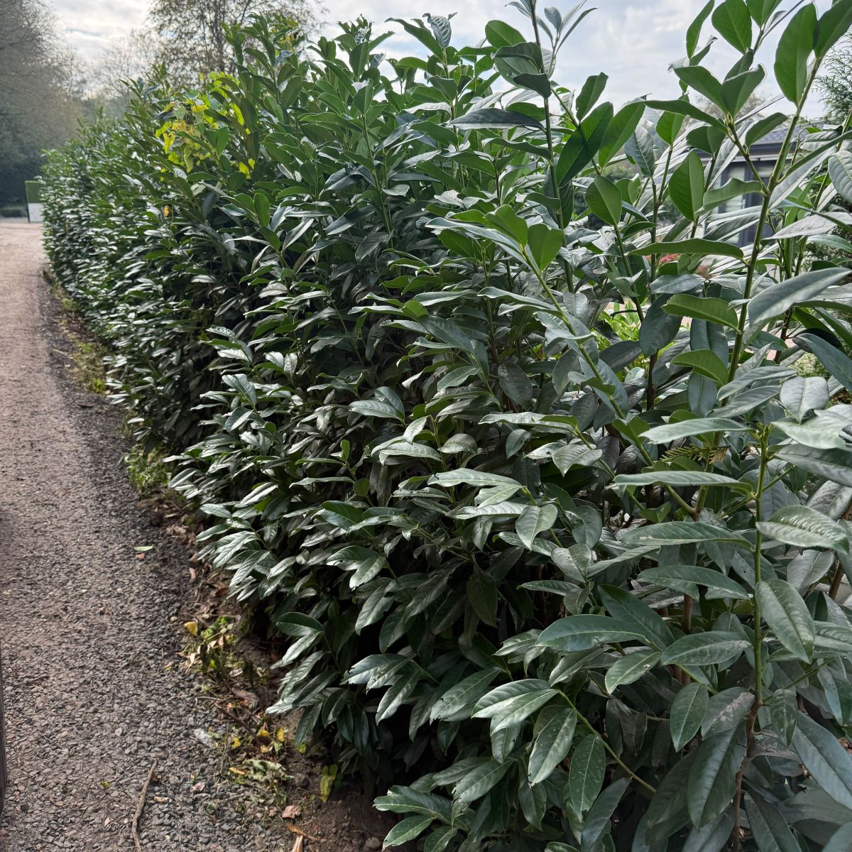 Coniferen vervangen door laurier Genolia laurierhaag kort na het planten met boompalen en gaas