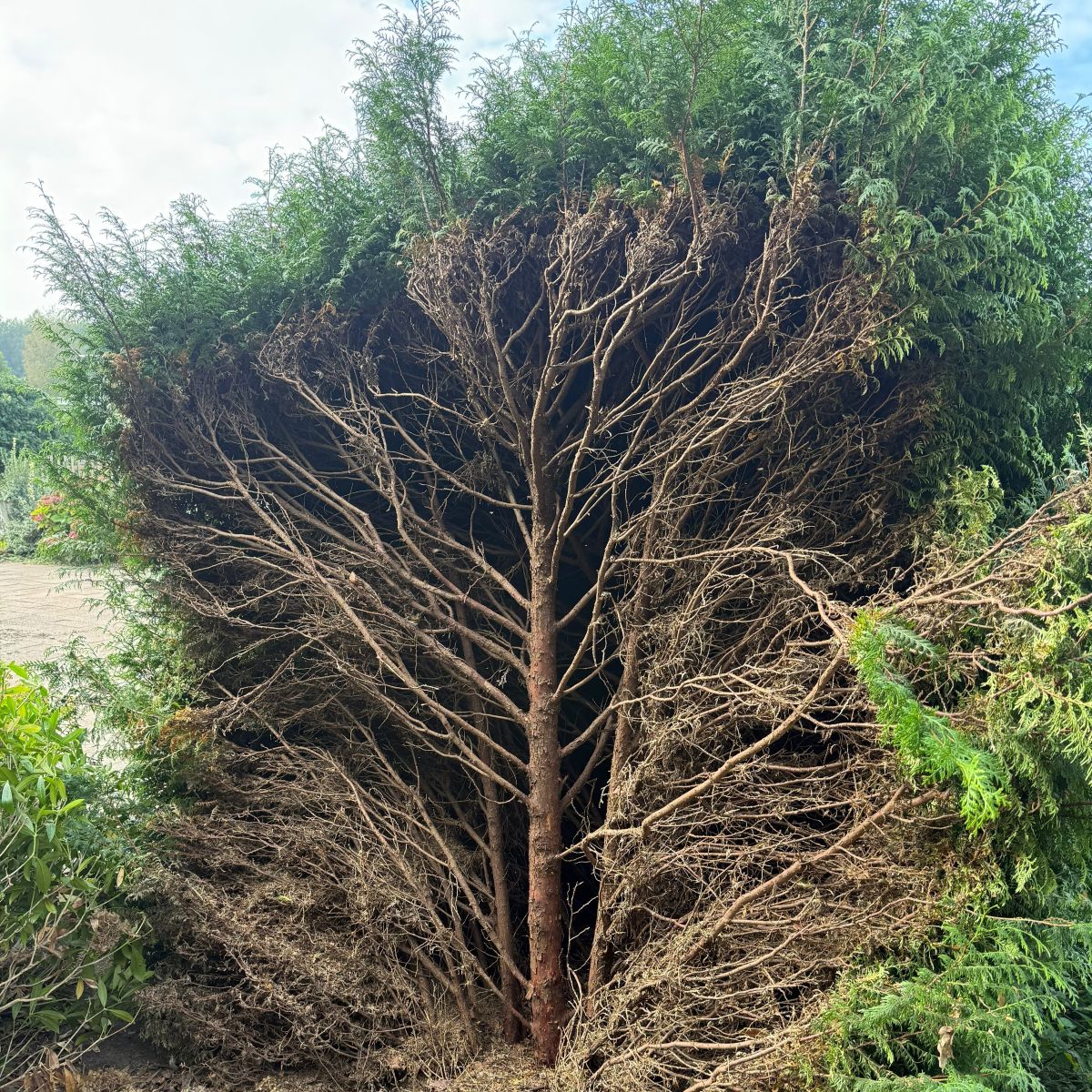 Coniferen vervangen door laurier Kale binnenkant van een te brede thuja-haag, reden om coniferen te vervangen door laurier